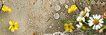 ”Digital scrapbooking designs by manu”