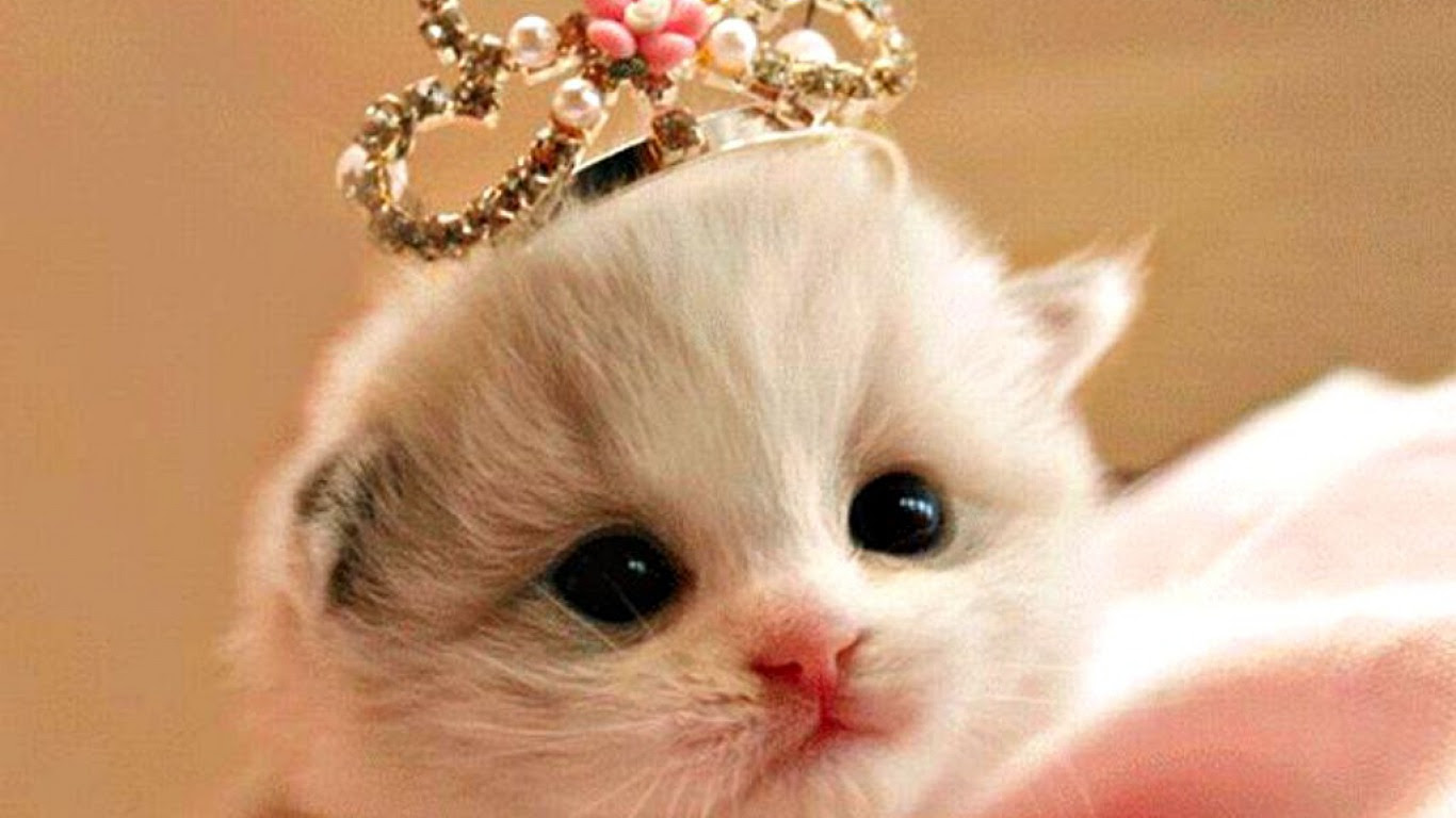 Popi Pebriani AMD Kucing Terlucu dan Terimut