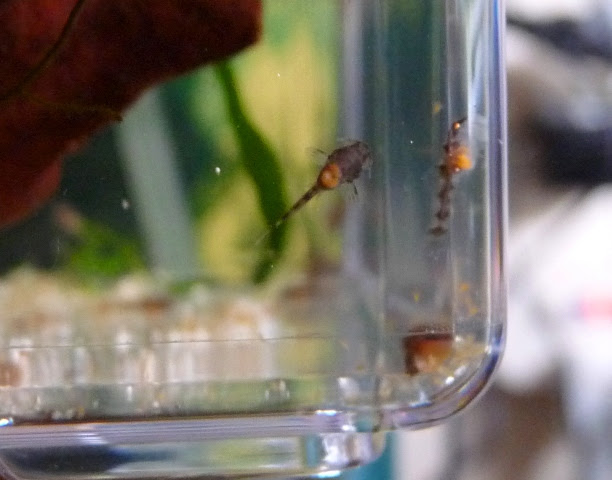 オトシン ネグロの繁殖 その１ ヒカリの国のアクア