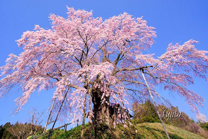 一本桜が魅せる全国の名所 三春滝桜から穴場の桜まで14選 Lineトラベルjp 旅行ガイド