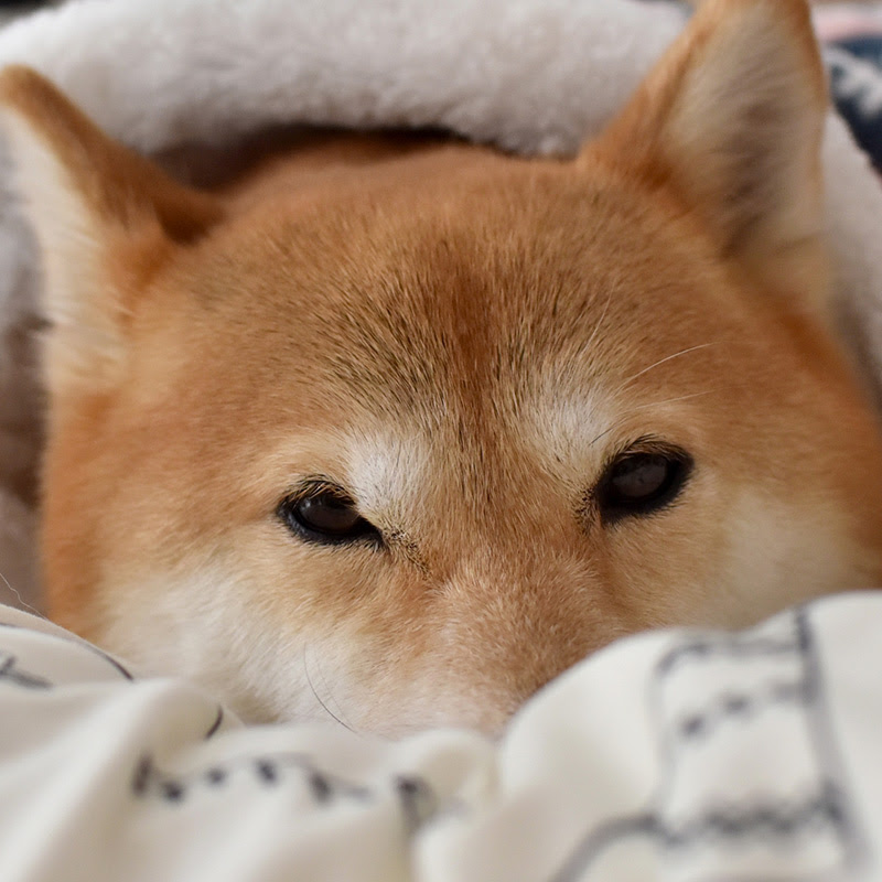 犬に寒さ対策は必要 犬におすすめの寒さ対策の方法について