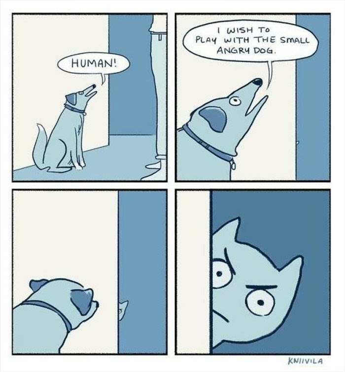 dailyhaha funny pictures