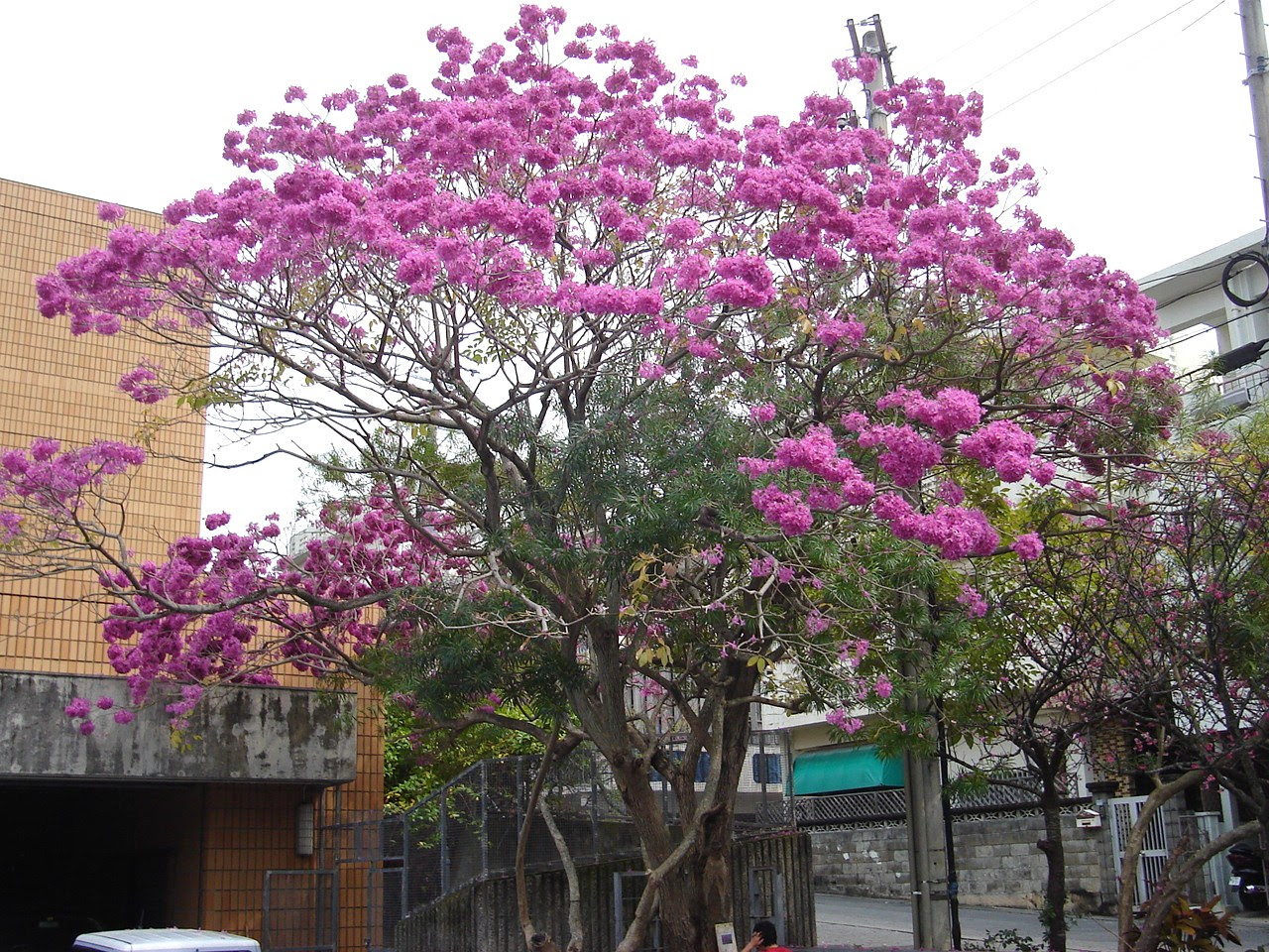 花の街路樹 その１ レキオ 島唄アッチャー