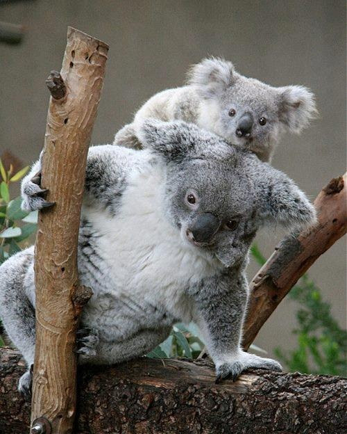 Animais