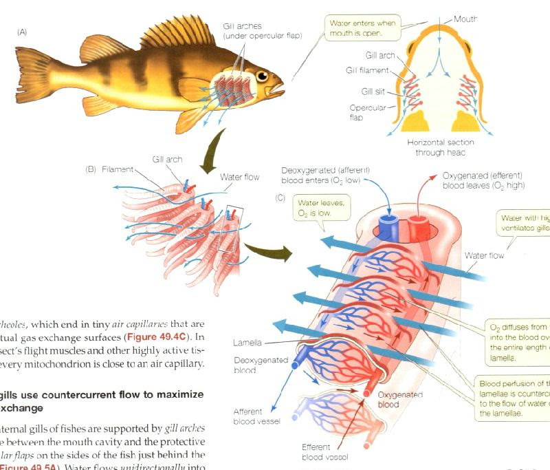 高校生物 呼吸