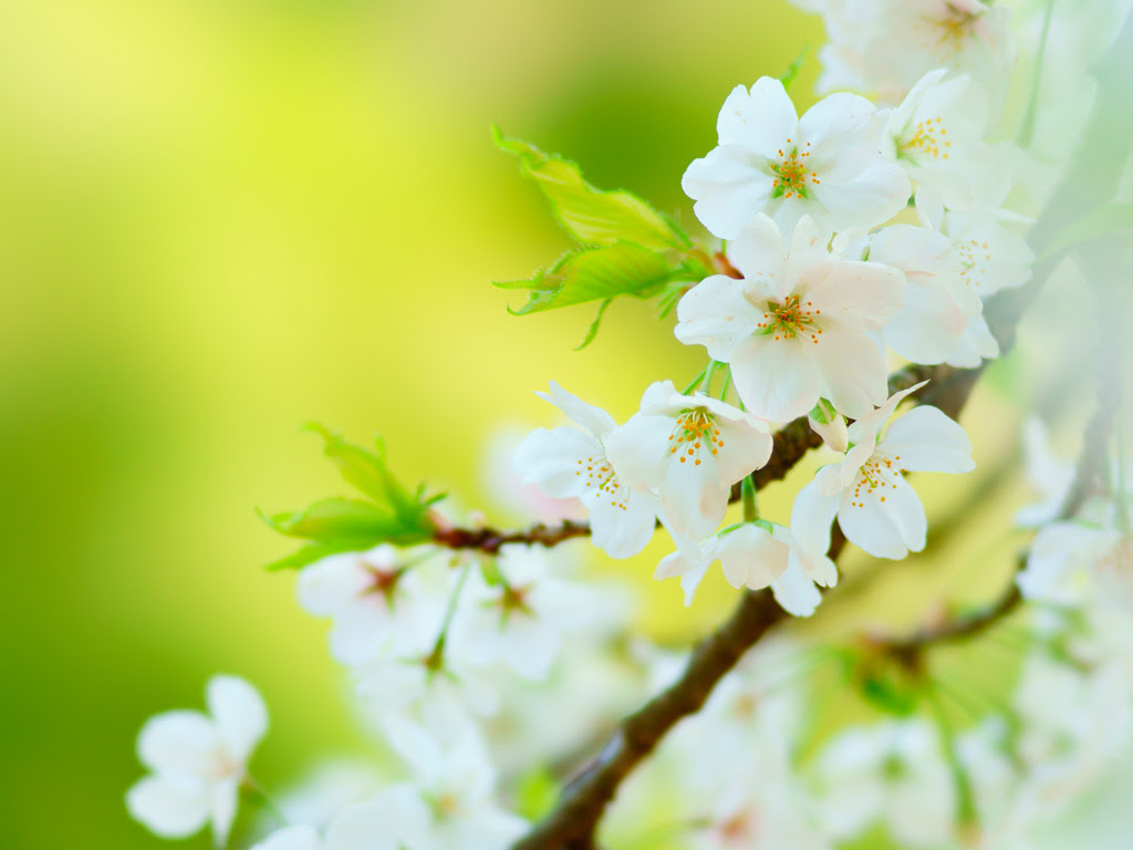 サクラ 桜 無料写真素材ならフリー素材タウン