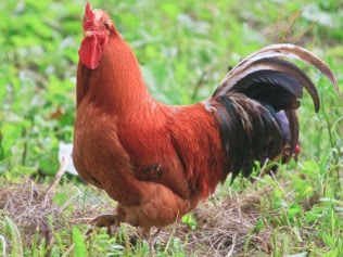 MANFAAT MEMELIHARA AYAM  KAMPUNG Dunia Binatang 