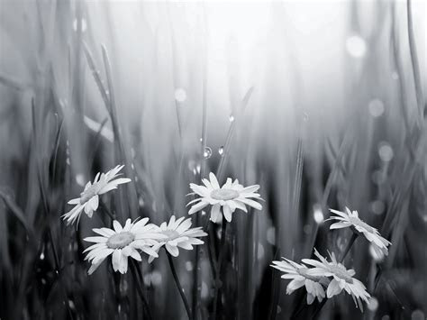 black  white flowers wallpapers hd pixelstalknet