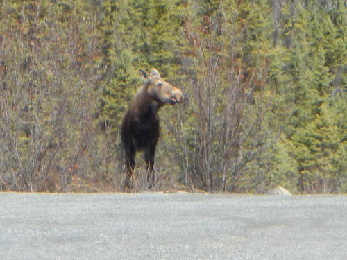 Everyday for 7 Weeks - Day 13 - Whitehorse to Tok