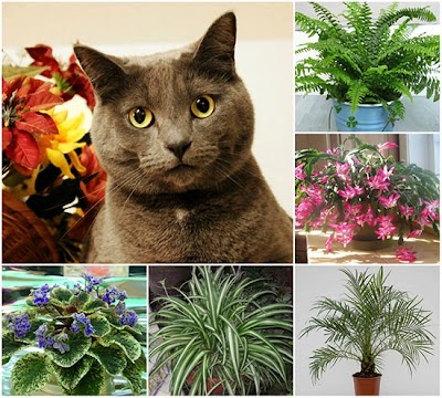  Review Of Safe Plants For Cats Ideas 