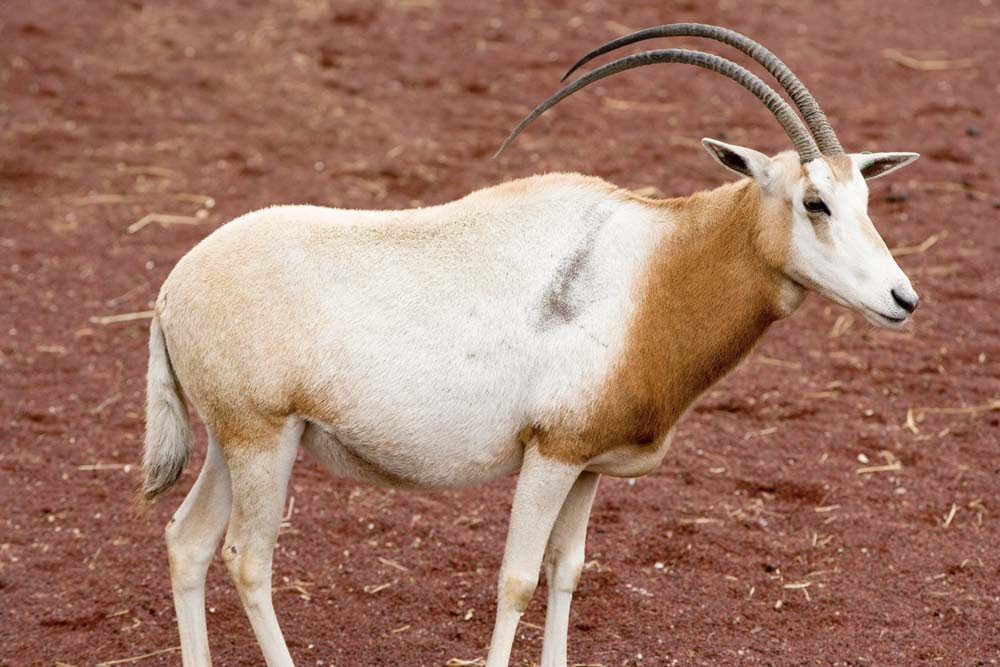 ゆんフリー写真素材集 No 3414 角の草食動物 日本 東京
