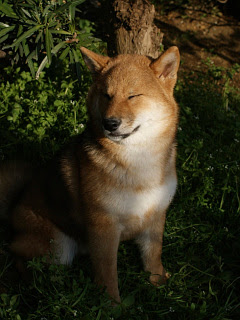 いぬ シブさを演技する柴の若犬 の待ち受け画像 壁紙 動物 パラダイス