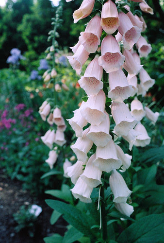 foxglove 2