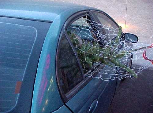 the tree in the car