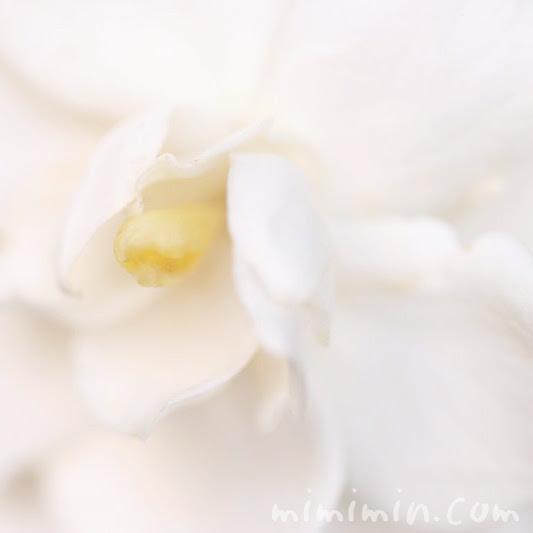 クチナシの花言葉 誕生花 名前の由来 みみみんブログ