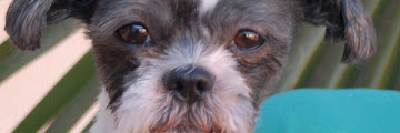 Shih Tzu Puppies Colorado Rescue