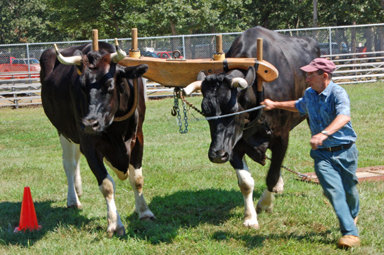 2black-oxen-&-handler-to-the-finish.jpg