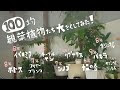 [新しいコレクション] 観葉植物 大きくならない種類 300170