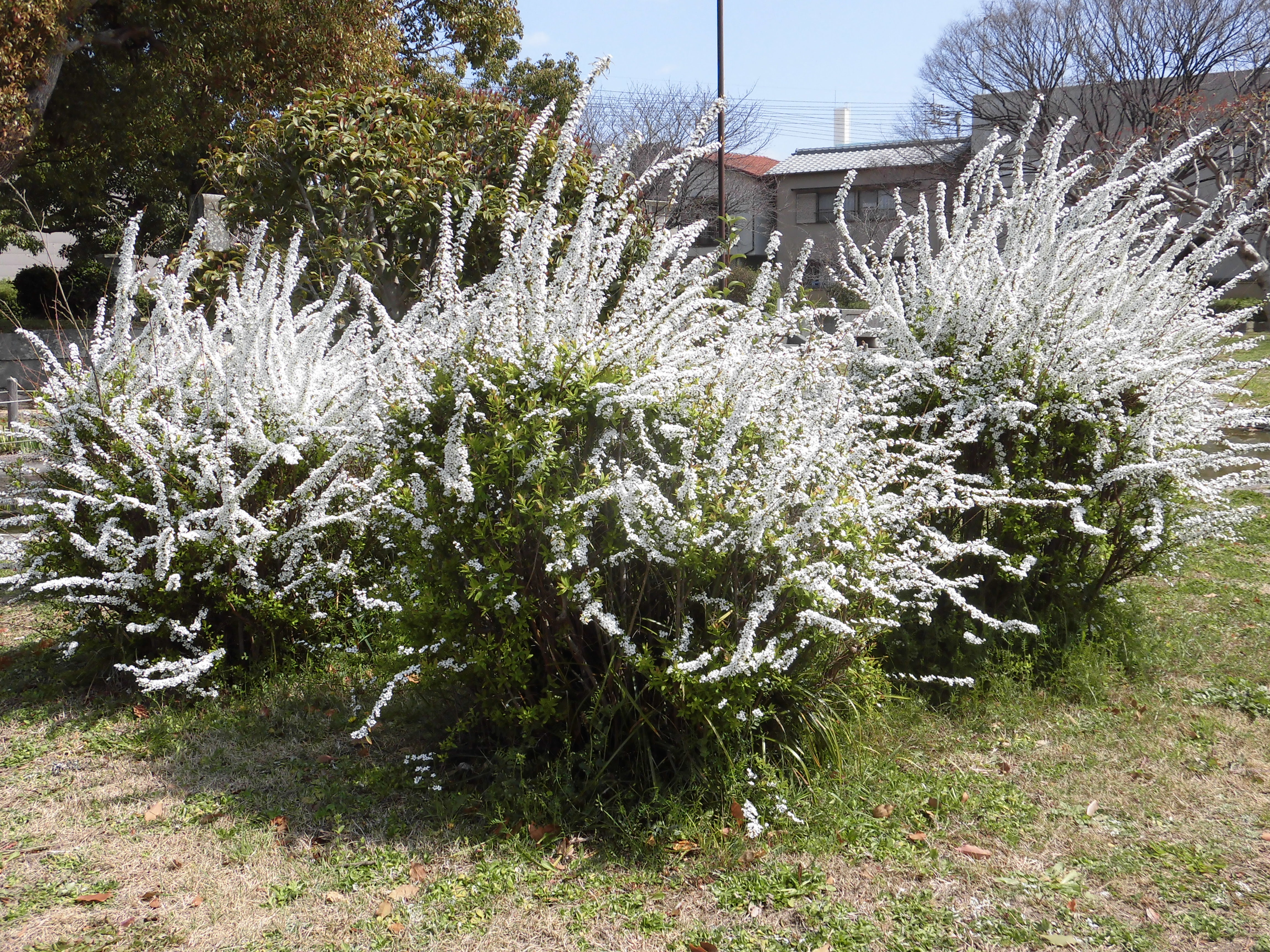 見頃の花 公益財団法人徳島市公園緑地管理公社