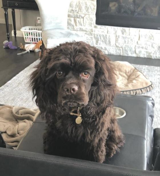 Champion Akc Cocker Spaniel Puppies Mary S Cocker Haven