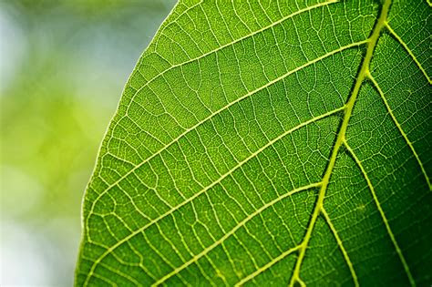 plant veins  leaves   plantsnap