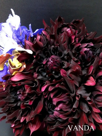 ﾀﾞﾘｱ 黒蝶 のお祝花とチューリップのアレンジメント Flower Vandaの花ブログ