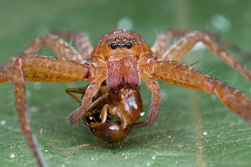 Huntsman with ant prey...IMG_8814 copy