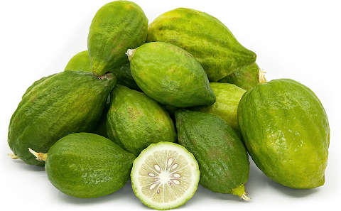 kulat daun limau purut