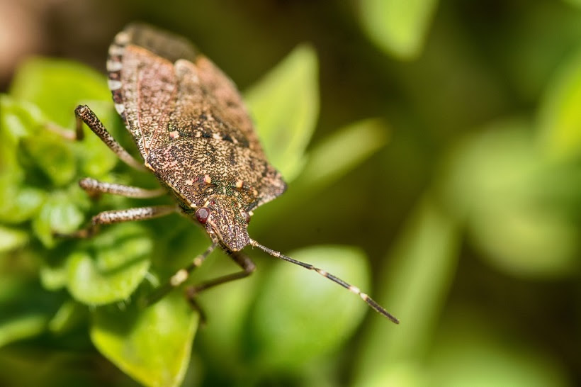Top Garden Pests That Actually Help Your Garden Grow Better