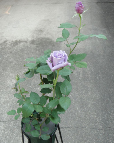 サントリーの青バラ アプローズ 切花種のバラ