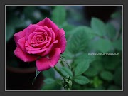 Baru 23+ Logo Bunga Rose