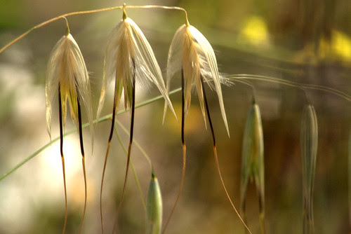 Avena fatua