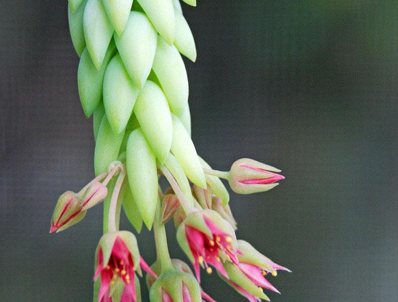 对猫狗安全的十种多肉植物 萌爪医生