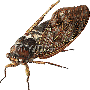 油蟬 アブラゼミ セミのイラスト 条件付フリー素材集