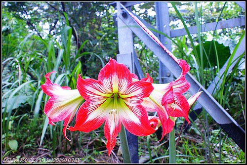 DSC01439_nEO_IMG.jpg