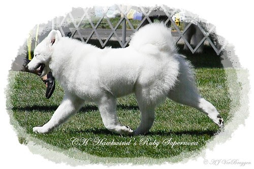 Nova