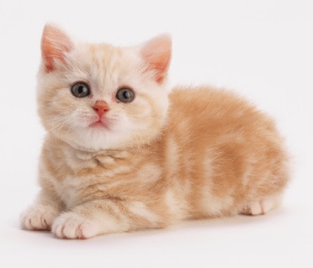 50 Gambar DP BBM Kucing Lucu Imut Gemesin Berbagai Gadget 50 Gambar DP BBM Kucing Lucu Imut Gemesin Berbagai Gadget
