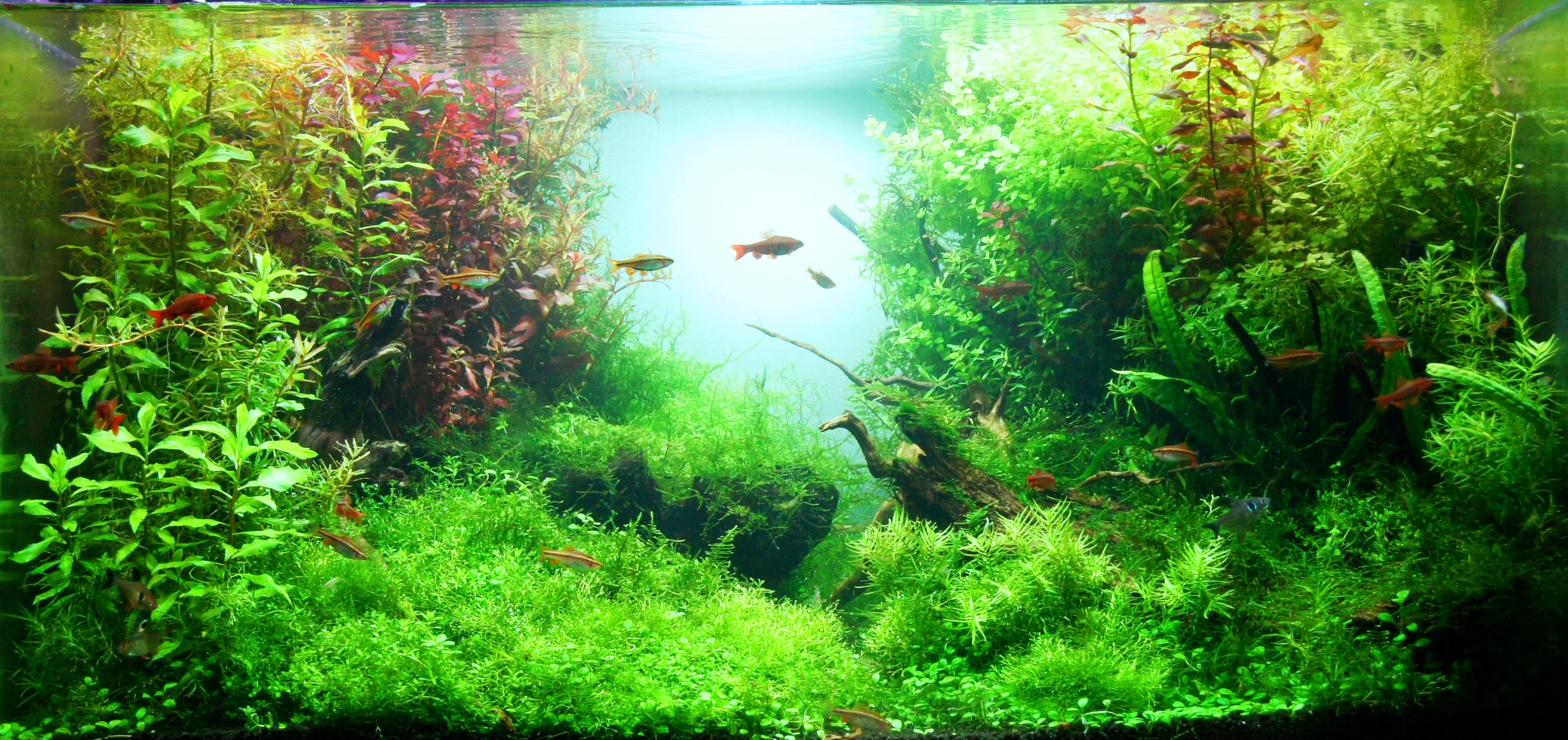 金魚 熱帯魚と水草の専門店 ｆ ｐ白石