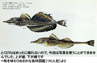 酒田が南限 の八角 庄内 海の幸50 荘内日報社