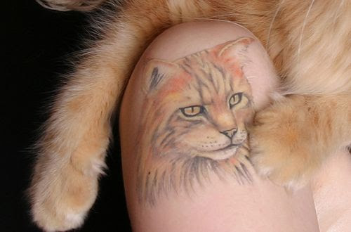 Chris-- This is the best cat tattoo ever. Dutch Maine Coon Breeder Marj who 