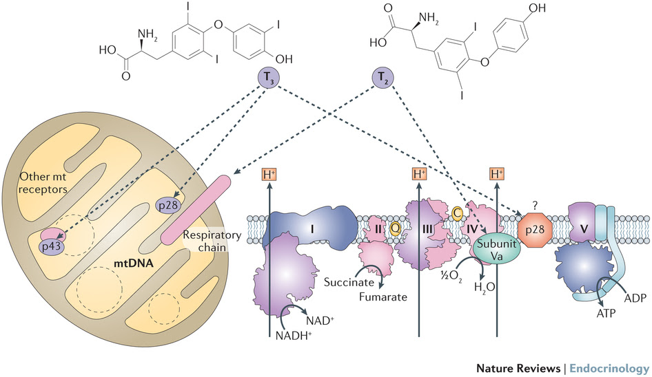 Mitochondria - Why They're Important and What They Need to Function