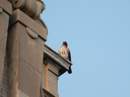 Isolde atop the Hospital
