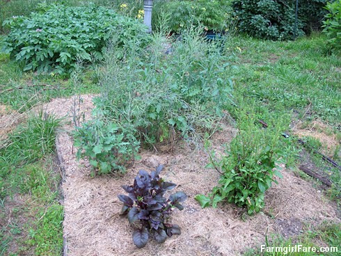 In the kitchen garden on 6-9-13 (9) - FarmgirlFare.com