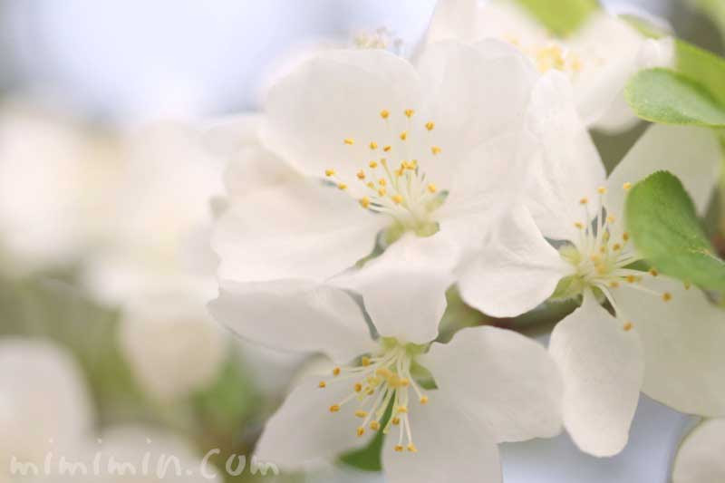 ヒメリンゴ 姫リンゴ 姫林檎 の花の写真 花言葉 みみみんブログ