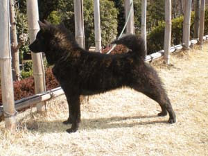 生後９ヶ月 牝犬 里親募集中 天然記念物指定 甲斐犬愛護会 藤神犬舎 木工房 藤神