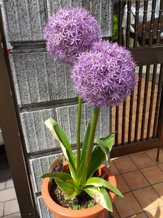 アリウム ギガンチウム 植物写真鑑