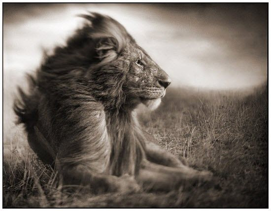 Animal Photography