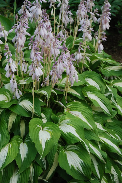 ホワイトガーデンに咲く薄紫色のホスタの花について イコログ