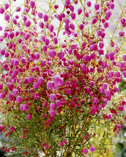 ボロニアの香り Kk ｓ Blog