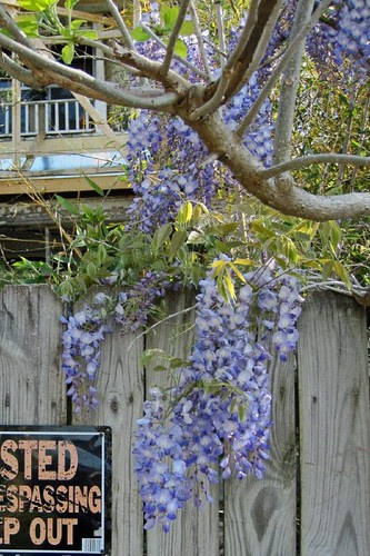Spring In Mena 24